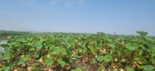 عکس اسکله و پل چوبی آبکنار