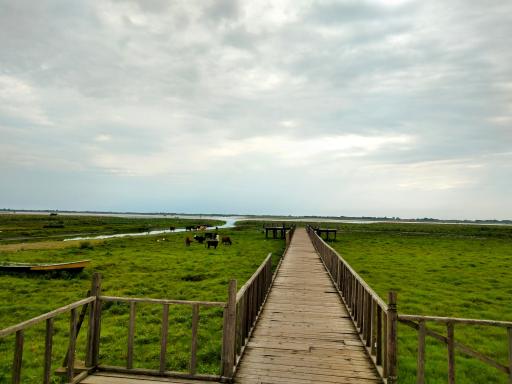 عکس اسکله و پل چوبی آبکنار