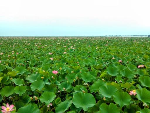 عکس اسکله و پل چوبی آبکنار