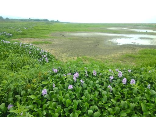 عکس اسکله و پل چوبی آبکنار