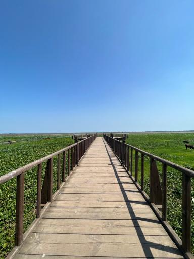 عکس اسکله و پل چوبی آبکنار