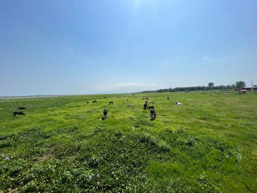 عکس اسکله و پل چوبی آبکنار