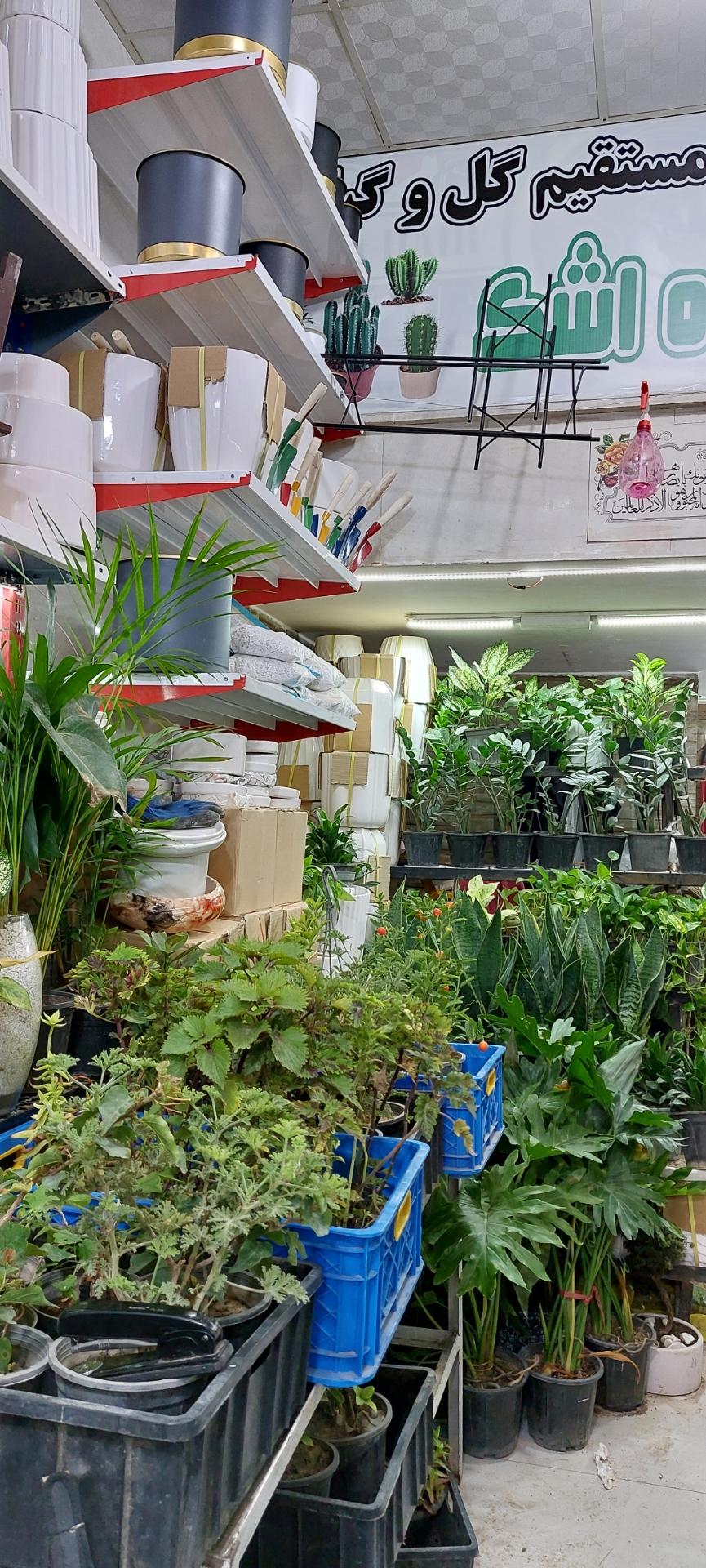 عکس گل و گیاه اشک