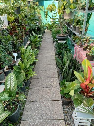 عکس گلخانه ایران رویال