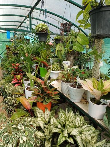 عکس گلخانه ایران رویال