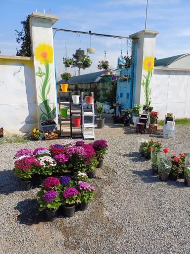 عکس گلخانه ایران رویال