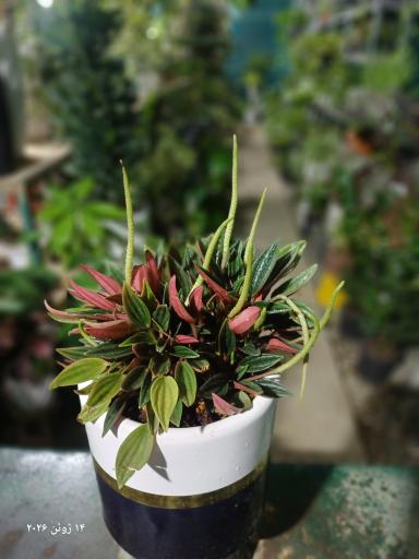عکس گلخانه ایران رویال