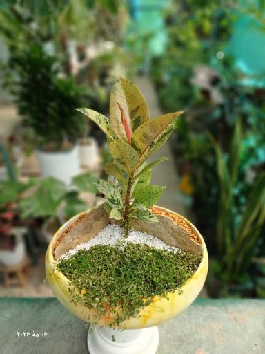 عکس گلخانه ایران رویال