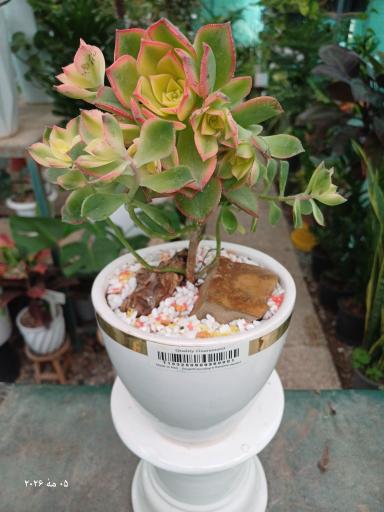 عکس گلخانه ایران رویال