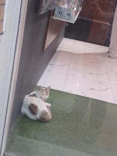 عکس رز موبایل 