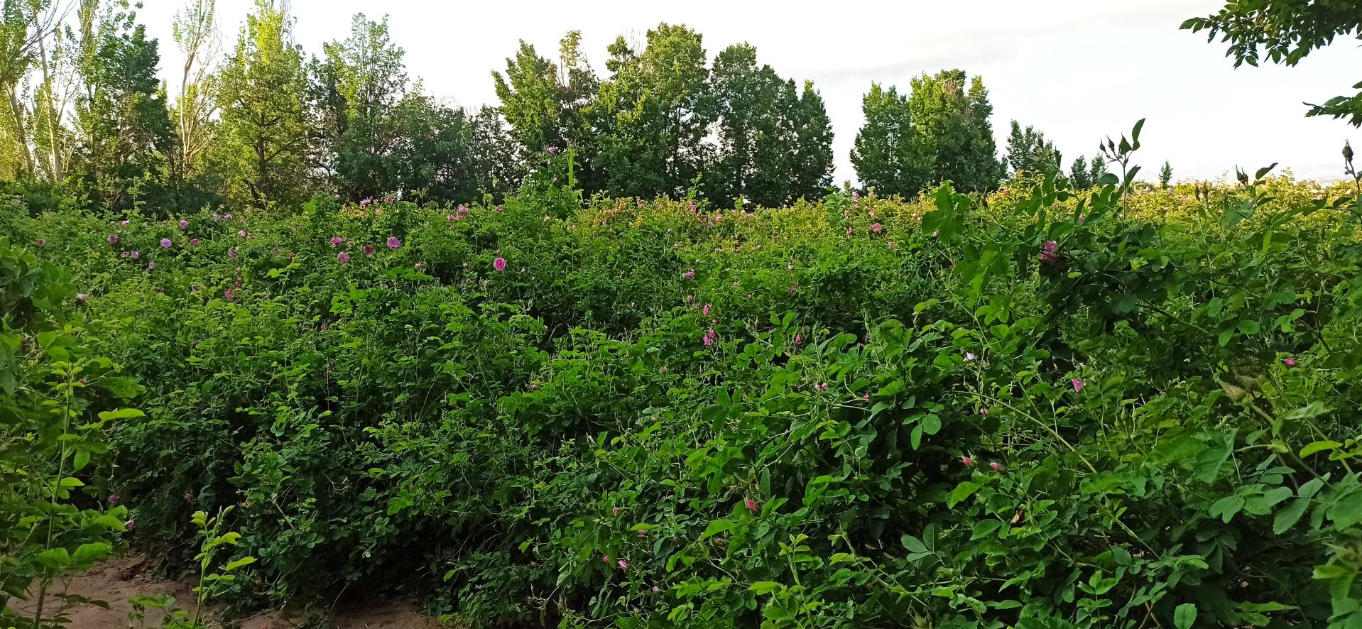 عکس گلابگیری خیبری و سجادی