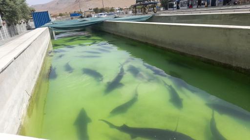 عکس مجتمع تفریحی قزل پارک