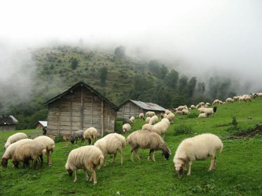 عکس عروس تله