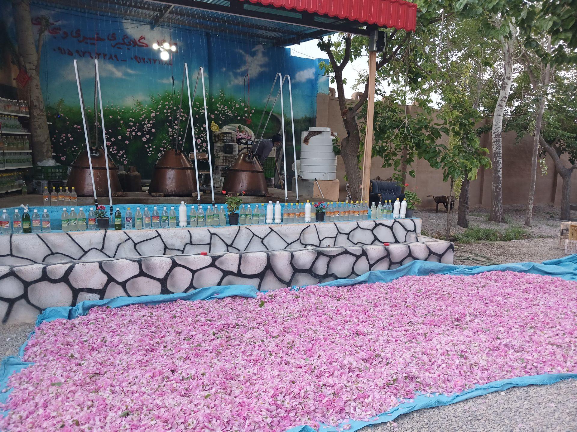 عکس گلابگیری خیبری و سجادی