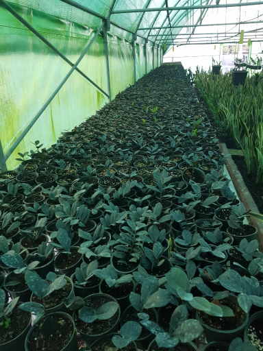 عکس گلخانه مزرعه سبز