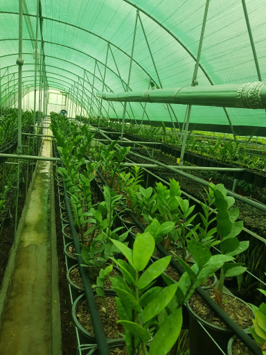 عکس گلخانه مزرعه سبز