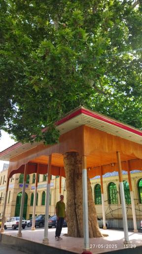 عکس چنار کهنسال محله درویش