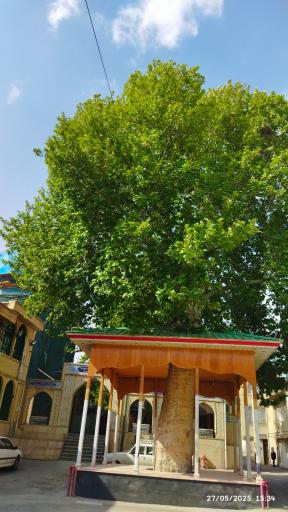 عکس چنار کهنسال محله درویش