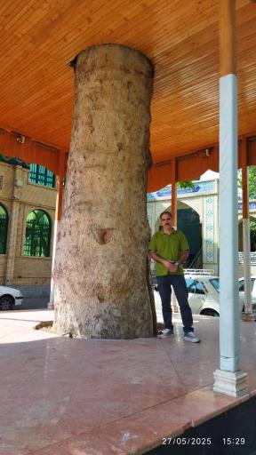 عکس چنار کهنسال محله درویش