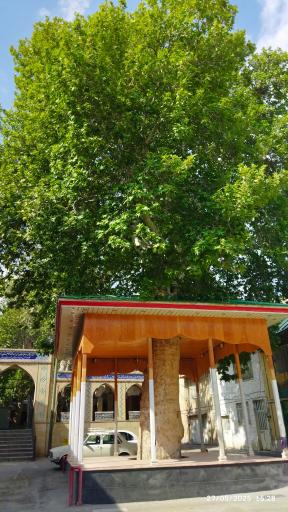 عکس چنار کهنسال محله درویش