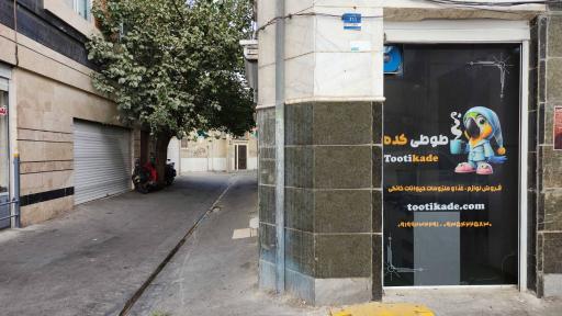 عکس طوطی کده