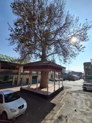 عکس چنار کهنسال محله درویش