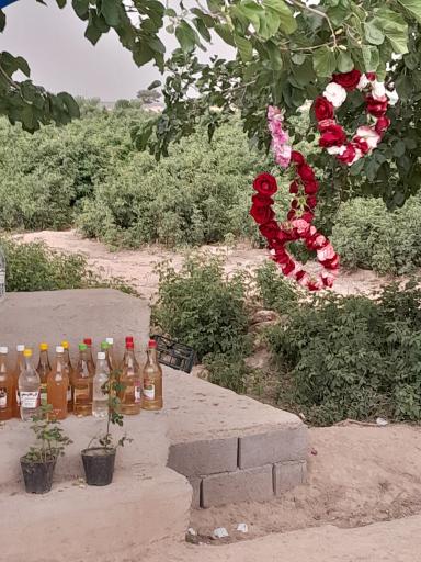 عکس مزرعه گل و گلاب قلی زاده