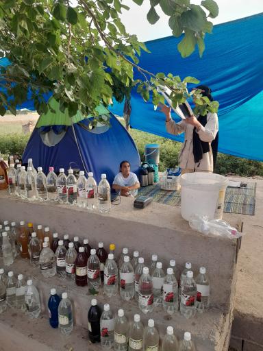 عکس مزرعه گل و گلاب قلی زاده