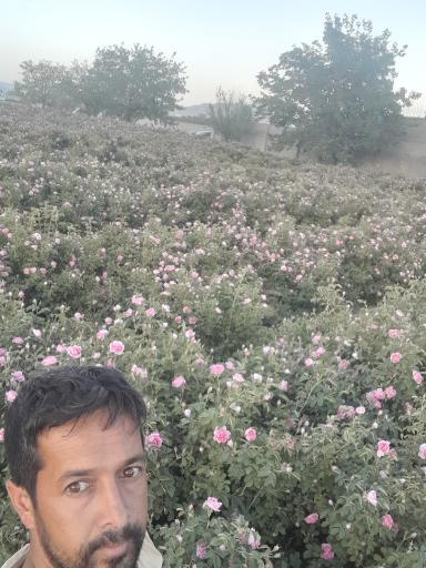 عکس مزرعه گل و گلاب قلی زاده