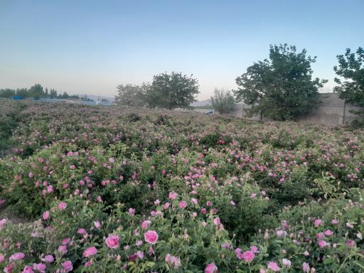 عکس مزرعه گل و گلاب قلی زاده