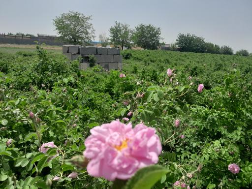 عکس مزرعه گل و گلاب قلی زاده