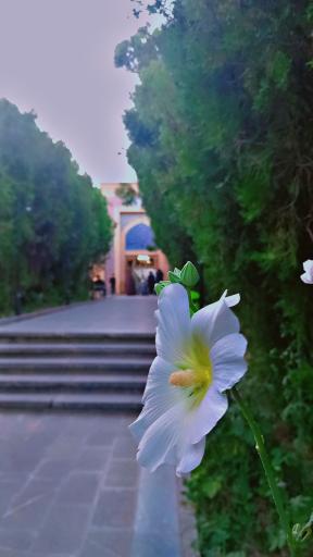 عکس آرامگاه شیخ ابوالحسن خرقانی