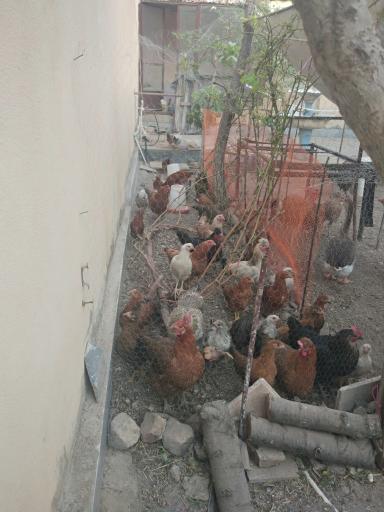 عکس فروشگاه اینترنتی خانواده گوشت 20