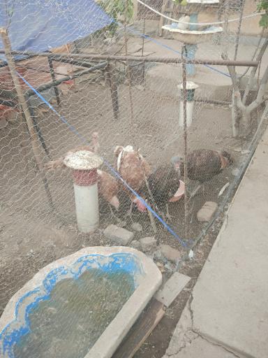 عکس فروشگاه اینترنتی خانواده گوشت 20