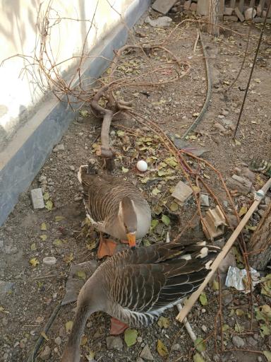 عکس فروشگاه اینترنتی خانواده گوشت 20