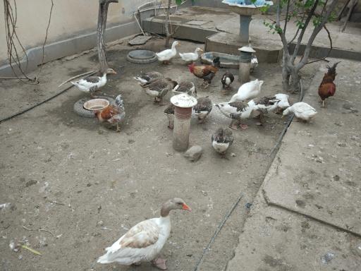 عکس فروشگاه اینترنتی خانواده گوشت 20