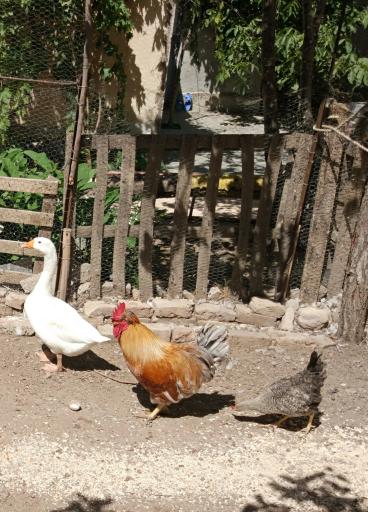 عکس فروشگاه اینترنتی خانواده گوشت 20