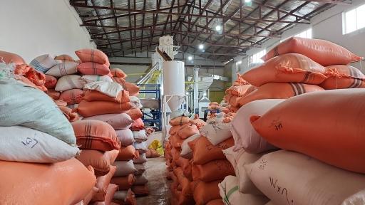 عکس شالیکوبی مدرن گیلانی 