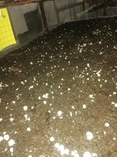 عکس پرورش قارچ Ace mushrooms