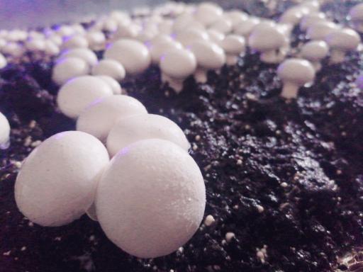 عکس پرورش قارچ Ace mushrooms