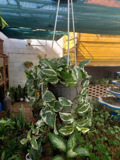 عکس گلستان گل