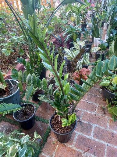 عکس گلستان گل