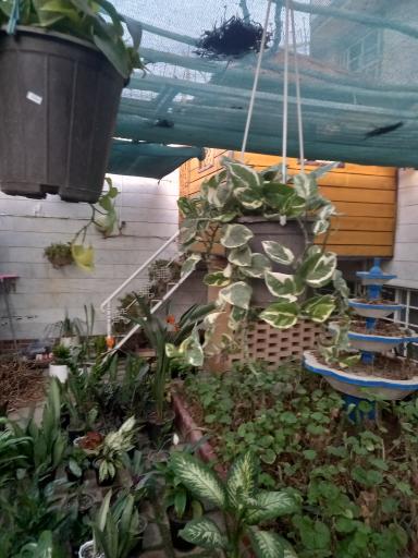 عکس گلستان گل