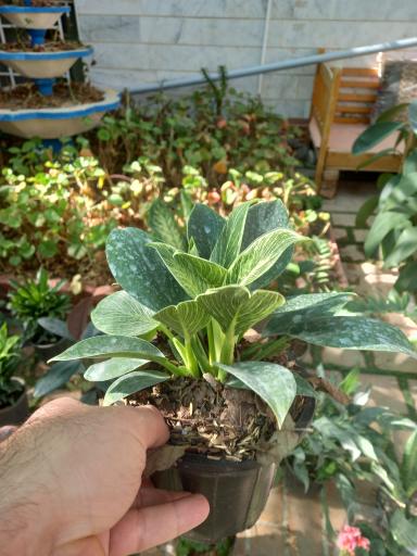 عکس گلستان گل