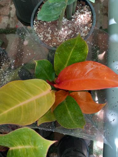 عکس گلستان گل