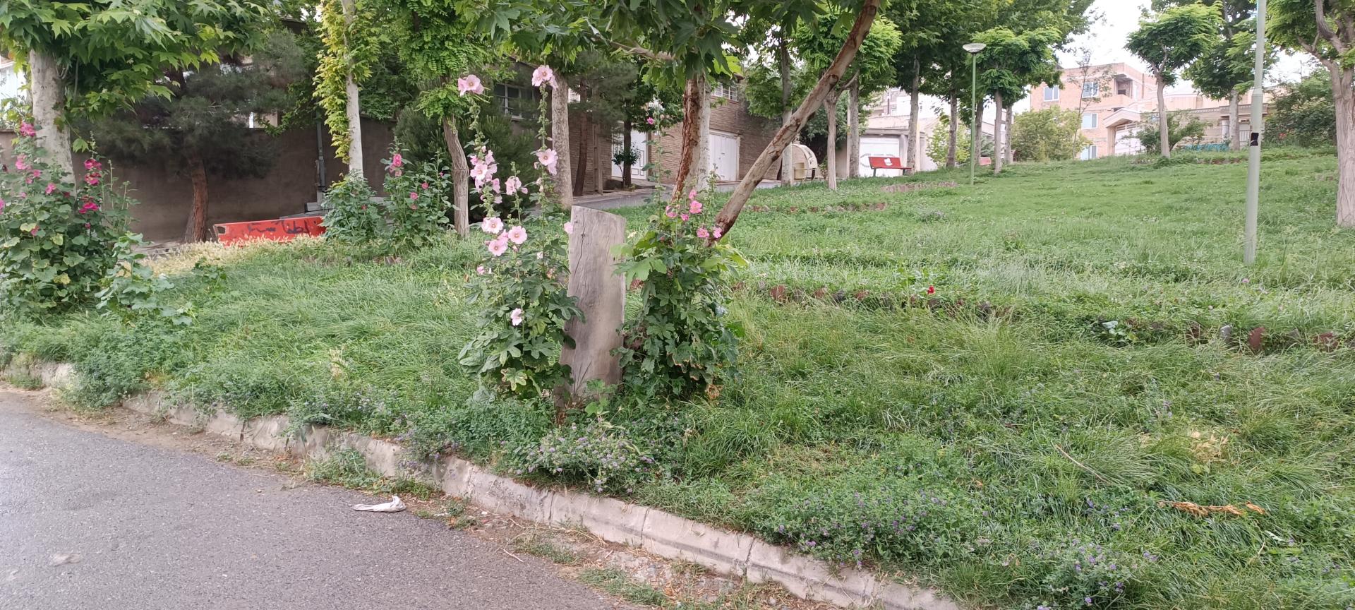 عکس فضای سبز