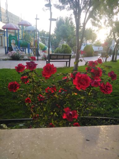 عکس پارک بانوان صالحیه