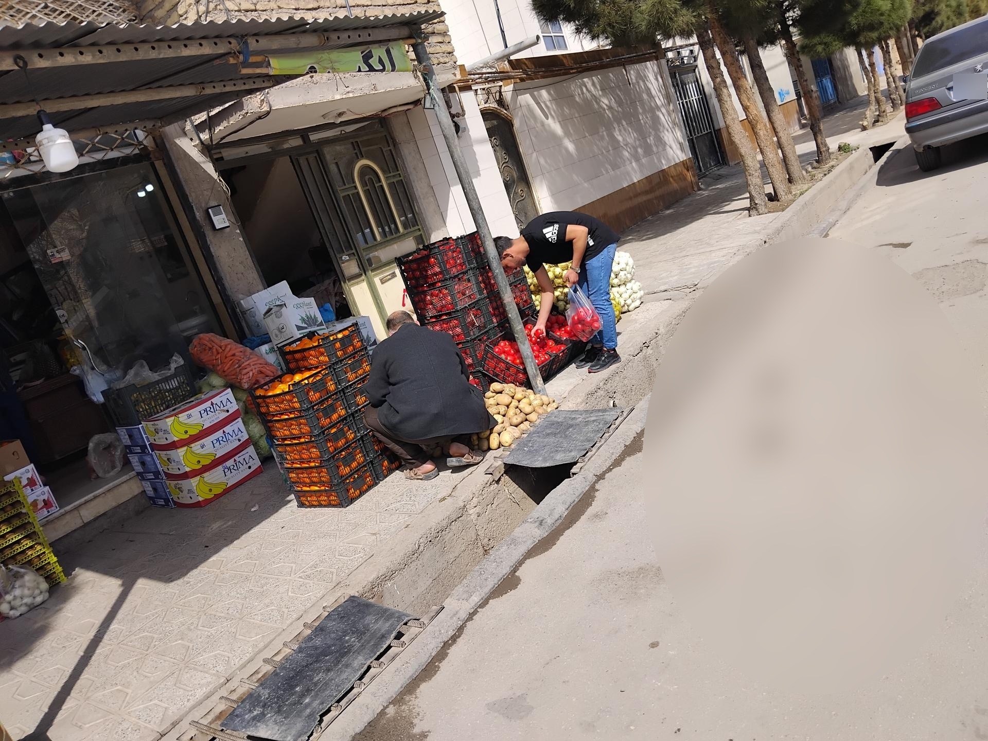 عکس میوه سرای شاهد