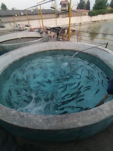 عکس رستوران ماهی سرای قزل