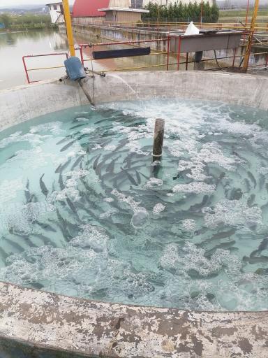 عکس رستوران ماهی سرای قزل